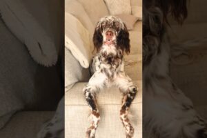 Top Cutest And Funniest Dogs - Superman Pup, Dancing Dog, Cute Puppies & Hilarious Moments! 🐕🐕🐶🐶❤️😅