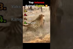 Top Intense Animal Fights