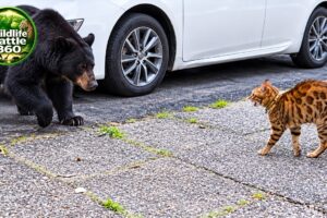 Top Moments Of House Cats Confronting Predators With Unbelievable Outcomes | Animal Fights