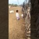 🤣 Try Not To Laugh — Funniest Animal Fails of the Week 2026