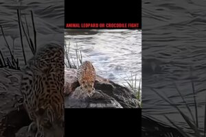 Ultimate Wild Animal Fight: Leopard vs Crocodile 🐆⚡#animals #leomessi #viralshorts