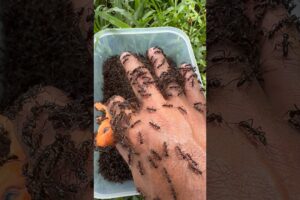 Urgent Animal Rescue! Female Squirrel 🐿️ Vs 🐜Bullet Ants