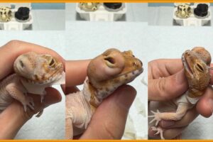 Veterinarian Treats the Largest Cyst Ever & Severe Vitamin Deficiency | Animal Rescue Gecko