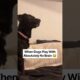 When Dogs Play With Absolutely No Brain 😂 #dogplaying #funnydogs #dogreaction