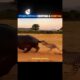 When the FASTEST Animal Becomes the PREY! 😱🐆 #animals #wildlife #fighting #lion
