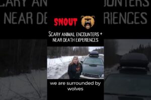 When you're surrounded by wolves 🐺 | Scary Animal Encounter