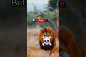 🐾🔥 Wild Animal Fight! 🦁💥 Who Will Win This Epic Battle? 😱🏆 Watch Till The End! 👀🔥