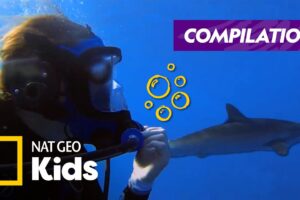 World's Coolest Jobs | Explorer Academy Compilation | Nat Geo Kids