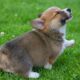 You’ll Laugh Until You Cry at These Cute PUPPIES 🤣 Funniest Puppy Videos