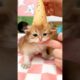 Your little cutie suddenly appeared 😻💕 #cute #kitten #cat