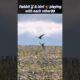 bird vs rabbit🐰 | animals life | animals playing | @DeadlyFoorest | #shorts