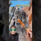 cimo nggak mau sosis ayam #imut #shortsfeed #funny #puppies #puppy