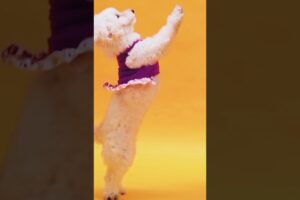 cute puppies and dancing puppy🐶🐕️😍💝#shortsvideo #ytshorts #cute #funnypuppies #4k