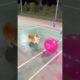 cute puppies corgi amazing shorts balloon crushing wow nice