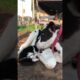 horses playing with cats😂❣️🌍#animals #cats