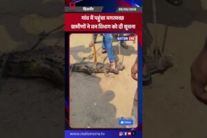 #shorts-Bijnor- गांव में अचानक मगरमच्छ पहुंचने से ग्रामीणों में हड़कंप, कड़ी मशक्क़त के बाद रेस्क्यू