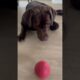 #shortsvideo #happydog #animals #brownlabrador #playing #