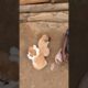 so cute puppies 💝