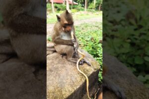 wow monkeys like playing snake😂 #monkey #animals #funny #animallife #cute #pets
