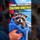 Самые трогательные случаи спасения животных, попавшие на камеру