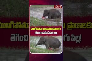 మునిగిపోతున్న యజమానిని కాపాడిన ఏనుగుపిల్ల #BabyElephantRescue #ViralVideo #KhamLaSanctuary #ytshorts