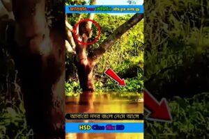 ​জ্যাগুয়ার বনাম কেইম্যান: নদীর বুকে জলন্ত যুদ্ধ।#shorts