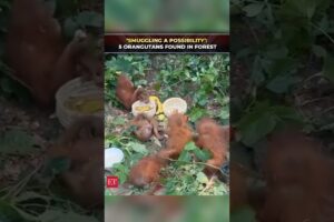 ‘Possible human intervention’: 5 baby orangutans found in Balasore’s Ranakatha forest