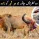 10 Times Wild Animals Destroyed Lions | Shocking Lion Fights In Hindi