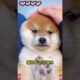 The love for these cute puppies grows day by day #dog #pet #cutedog #puppy #puppylove #cuteanimal