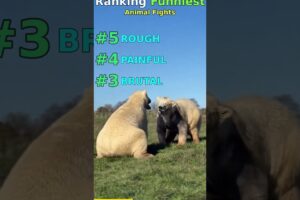 Ranking the Funniest Animal Fights! 🐒🐕😂
