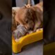Cute Puppies #viral #shorts #cute ❤🐶