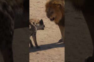 Epic 1v1 Animal Battles 🐾🔥 | Who Will Win? #Shorts