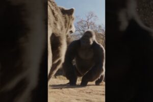 Epic 1v1 Animal Battles 🐾🔥 | Who Will Win? #Shorts