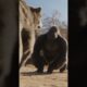 Epic 1v1 Animal Battles 🐾🔥 | Who Will Win? #Shorts