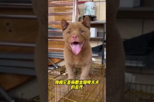 The love for these cute puppies grows day by day #dog #pet #cutedog #puppy #puppylove #cuteanimal