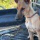 Abandoned Dog Tried to Kill Chickens to Survive! 😥 - Takis Shelter