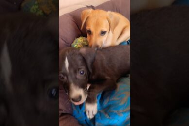 🥰 All Puppies Relaxing Together ❤️🐶 | Cutest Puppies Ever! #Shorts