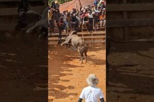 Angry Bull or just playing 😂#bull #angry  #animals #wildlife #viral
