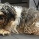 Animal Control Ordered This Dog to Be Groomed...