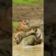 Animal Fights #AnimalFights