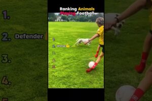 Animals Playing #Football ⚽🐾 #funny  #animalsplayingfootball  #funnydogs #animalvideos #shorts