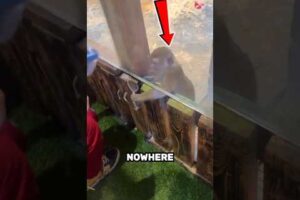 Animals Playing Hide and Seek Gone Wrong