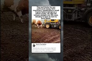BULL TRIES FIGHTING A HEAVY TRACTOR