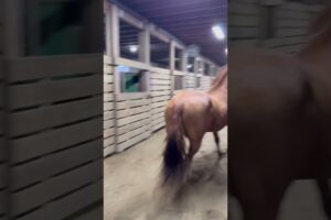Barn Antics Part 1 she is PLAYING!! NOT SCARED! #animals #happy #dog #funny #humor #love #funnyvideo