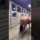 Barn Antics Part 1 she is PLAYING!! NOT SCARED! #animals #happy #dog #funny #humor #love #funnyvideo