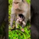 Beautiful adorable lovely brilliant baby monkey Jemma enjoying playing #monkey #shorts #animals