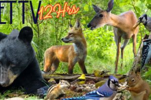 Best of Summer 2025 😻 12 Hour Compilation of Nature Fun for Cats, Dogs, & People (NO LOOPING)