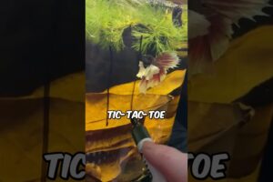 Betta Fish Playing Tic-Tac-Toe (@bettakiki) #shorts #bettafish #fish #animals