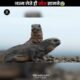 Born To Die? 😨 Wild Animals Struggle For Survival #facts #shorts #viral
