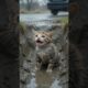 Brave Dog Saved a Helpless Kitten... 🥺❤️ #shorts
